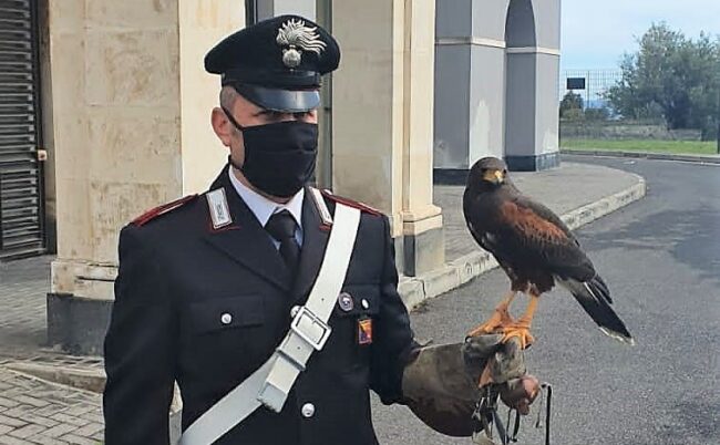 Aci Castello, catturato esemplare di Poiana di Harris che terrorizzava bambini di un asilo