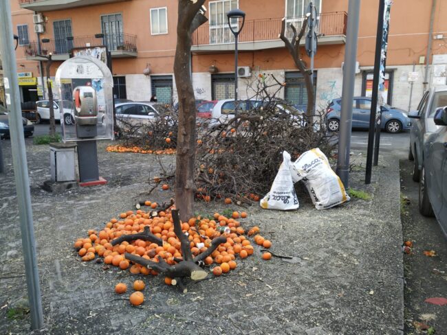 Capitozzatura degli alberi a Catania, Comitato Vulcania: “Arbusti diventati figure informi”