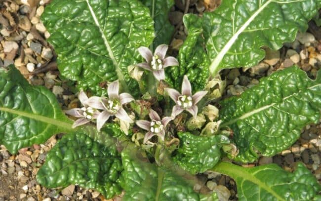 Mandragola scambiata per borragine, famiglia la mangia col risotto e finisce in ospedale