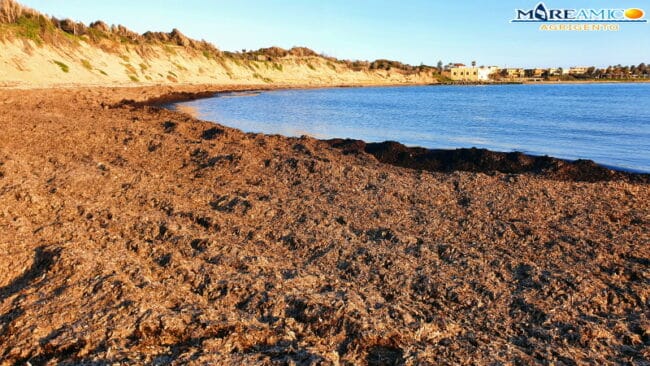 Palermo, stagione balneare: via alla rimozione della posidonia dalle spiagge