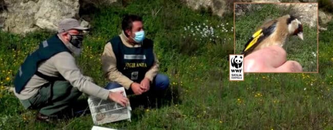 Cardellini sequestrati dalla polizia, guardie ambientali del WWF li liberano nell’area protetta “Torrente Vaccarizzo”