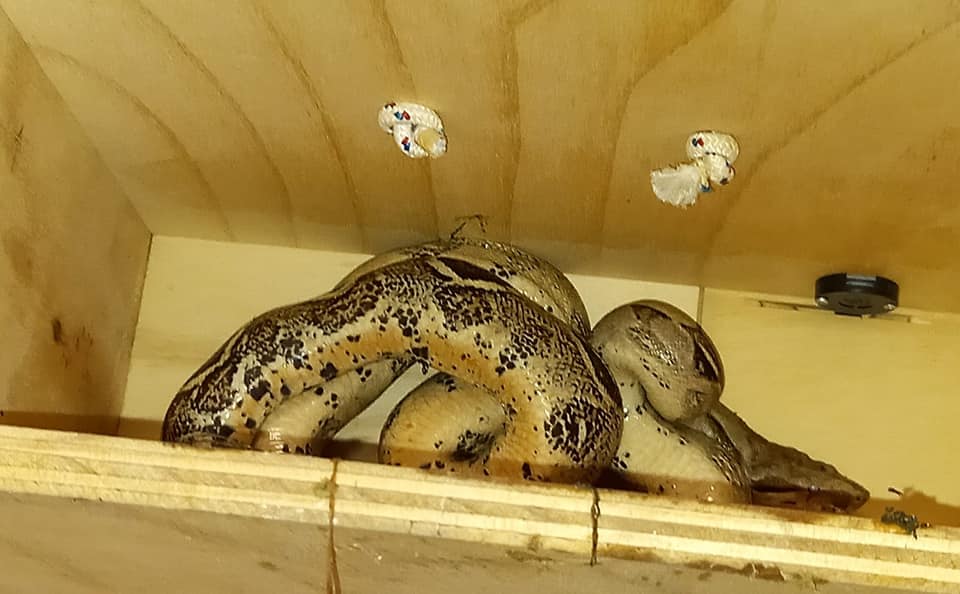 Palermo, ritrovato a Brancaccio un esemplare di boa constrictor