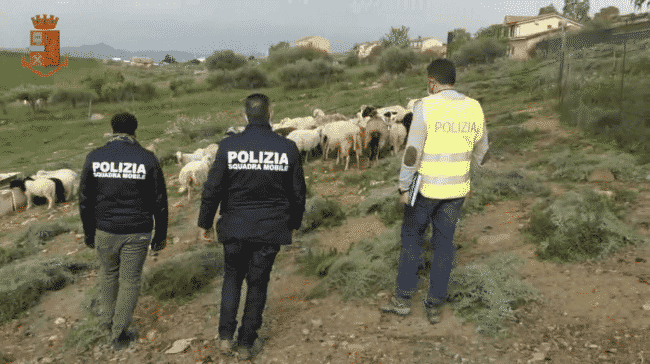 Allevamento illegale nelle campagne siciliane, trovati 36 animali non censiti: sequestrati e visitati dai veterinari – VIDEO