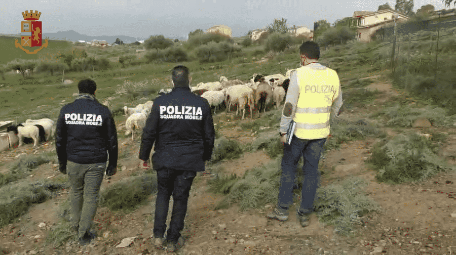 Allevamento illegale nelle campagne siciliane, trovati 36 animali non censiti: sequestrati e visitati dai veterinari – VIDEO