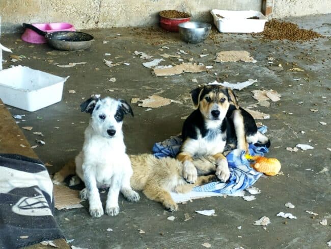 Choc in Sicilia, cuccioli morti nel box e cani vivi terrorizzati nel degrado – FOTO e VIDEO