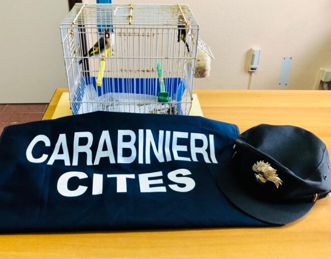 Siracusa, bloccato traffico illegale di cardellini: volatili privi di anelli identificativi