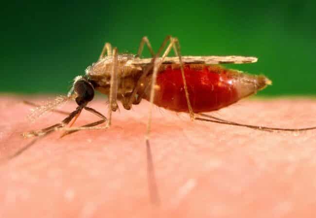 Giornata mondiale della malaria, tanti risultati ma è un’emergenza mai finita