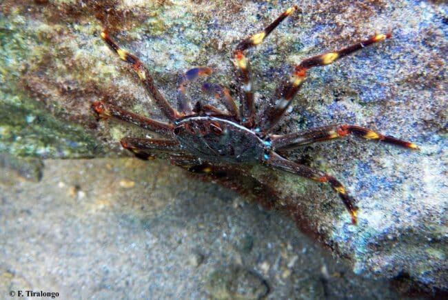 Piccolo ghiozzo nativo combatte una delle specie aliene più invasive del mar Mediterraneo: lo studio Unict