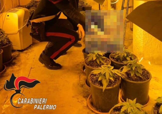 Due serre di droga “mantenute” con l’energia elettrica rubata: scattano gli arresti