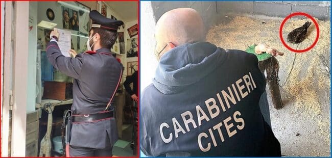 San Cristoforo, chiuso noto bar. Blitz in casa di una donna, furto di luce e animali di specie protetta