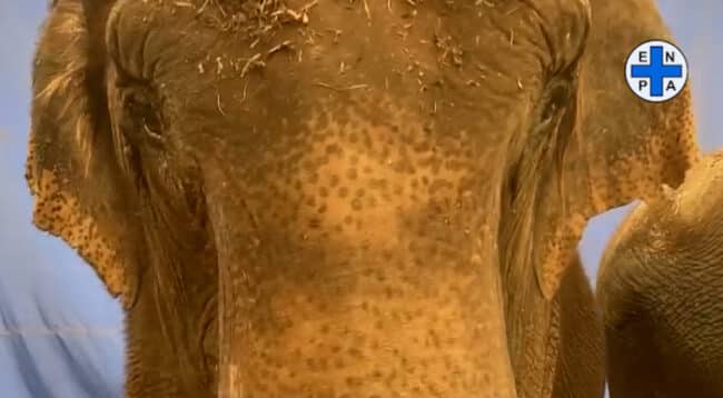 Senza cibo gli animali di 6 circhi in Sicilia: Enpa chiede la riconversione in spettacoli viaggianti