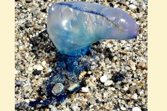 Allarme nelle spiagge siciliane, ritrovato esemplare di Caravella portoghese. I biologi: “Non toccatelo”
