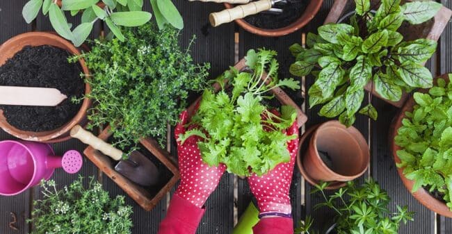 Orto in casa, perché sceglierlo e come crearne uno: è il momento perfetto per iniziare, basta un semplice balcone
