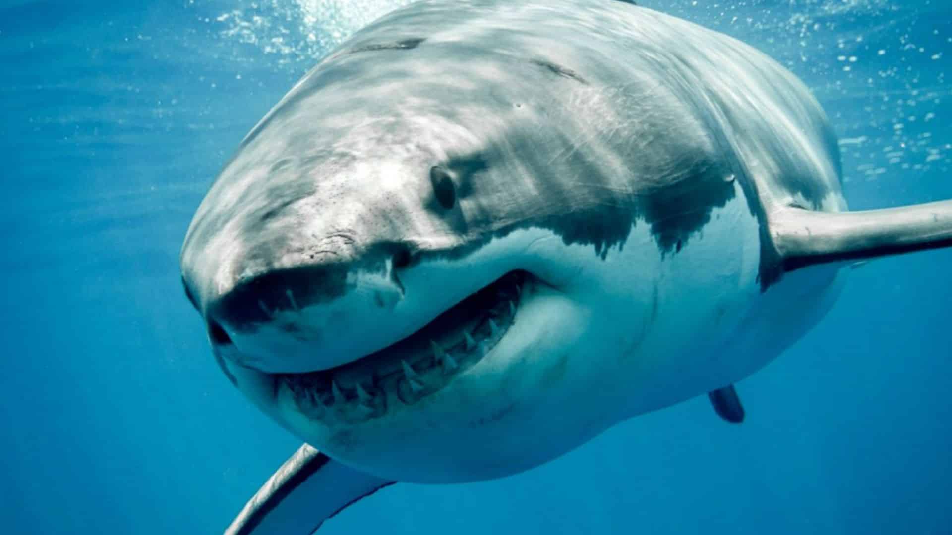 Sbranata da uno squalo mentre nuotava, così è morta una 16enne