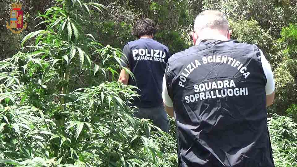 Quasi 100 chili di cannabis in un’area rurale della Sicilia, piantagione scoperta dai poliziotti