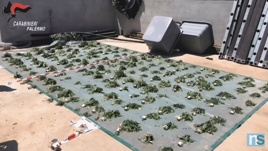 Pensionato con la passione per il “giardinaggio”: nascondeva in casa 170 piantine di marijuana – VIDEO