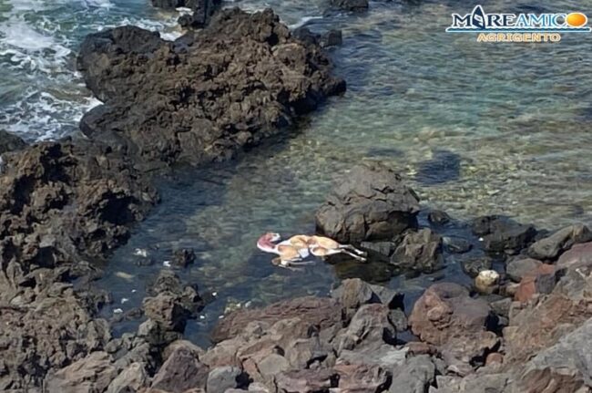 Macabra scoperta a Linosa, carcassa di dromedario tra gli scogli: trasportata dalle correnti marine