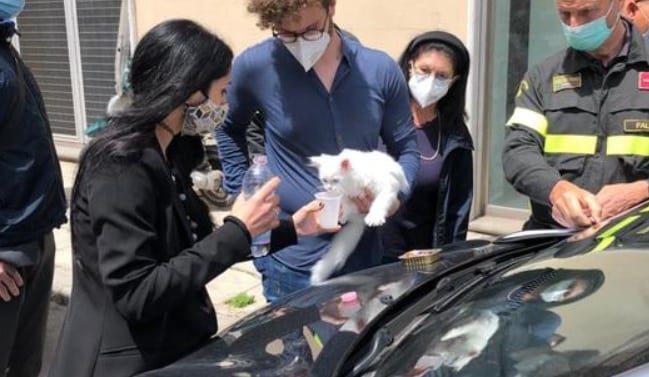 Gattino di due mesi chiuso in auto sotto il sole in Sicilia, salvato da vigili del fuoco e polizia