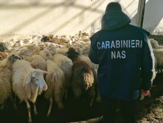 Catania, somministrava antibiotici alle pecore senza autorizzazioni e visite: denunciato il “pastore” e un veterinario complice