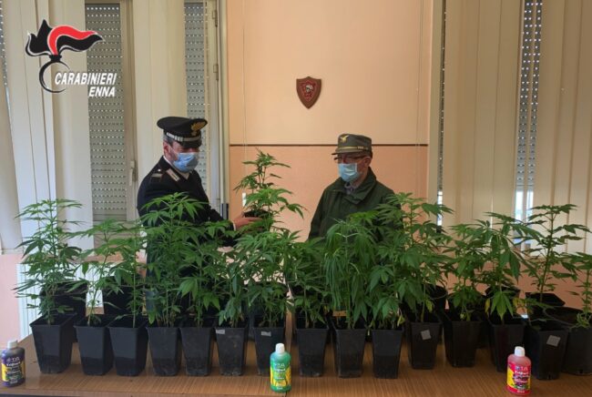 Agli arresti domiciliari per coltivazione di marijuana, scappa e viene di nuovo ammanettato: nei guai 23enne