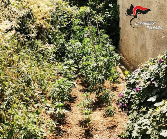 Dalla marijuana alla cannabis, scoperta piantagione in campagna: agli arresti domiciliari padre e figlio