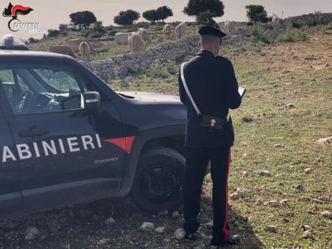 Mandria di bovini a pascolo in un terreno demaniale, proprietario denunciato