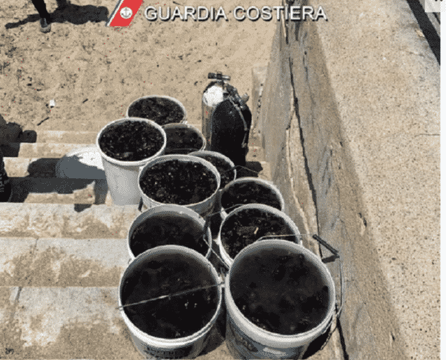Duro colpo alla pesca illegale in Sicilia, sequestrati 200 chili d’oloturie: avrebbero fruttato circa 50mila euro