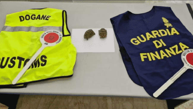 Da Tunisi a Palermo per trasportare tartarughe illegalmente: denunciato un siciliano, gli animali erano specie protetta