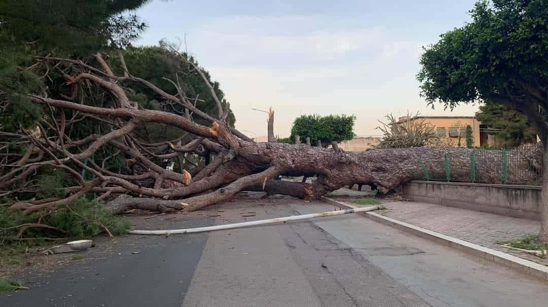 Tragedia sfiorata in viale Regione Siciliana, crolla pino secolare: vigili del fuoco sul posto