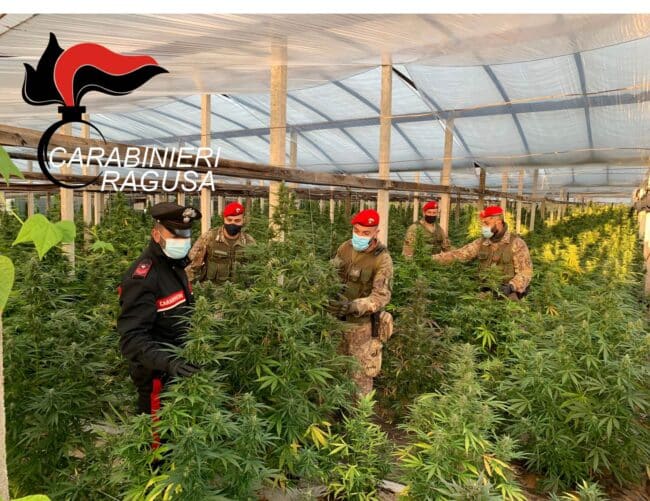 Maxi piantagione di marijuana nelle mani di un imprenditore e di un “dipendente”: sequestrate oltre mille piantine – FOTO