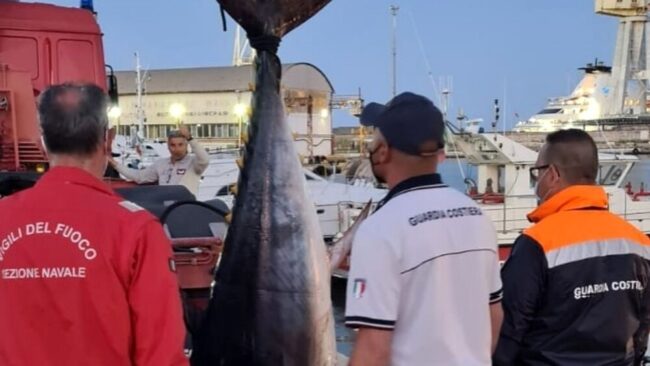 Pescato tonno rosso di 200 chili illegalmente: attrezzo sequestrato, esemplare dichiarato non idoneo al consumo