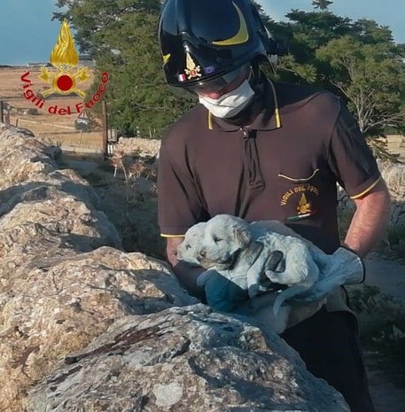 Ragusa, spettacolare salvataggio di tre cagnolini caduti in un fossato