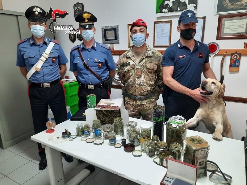 Il fiuto del cane Ivan scova capanno della droga nel Siracusano: trovati 2 chili di marijuana