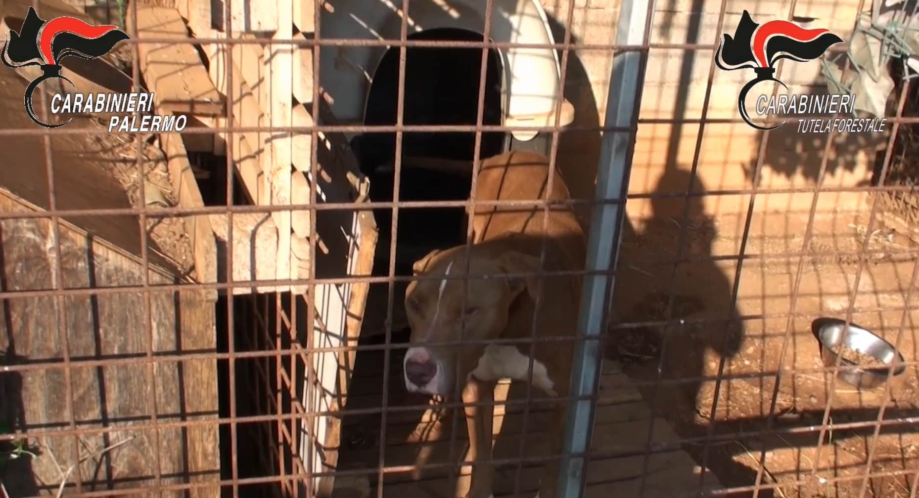 Canile senza autorizzazioni in Sicilia, al suo interno presenti 15 animali: multato il responsabile – VIDEO