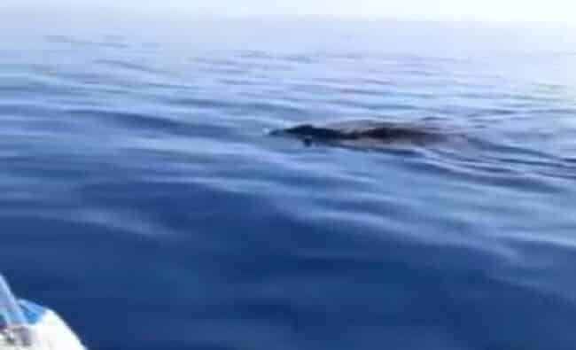Avvistamento “choc” al largo di Marzamemi, cinghiali in mare. Pescatore: “Vengono dall’Africa” – VIDEO