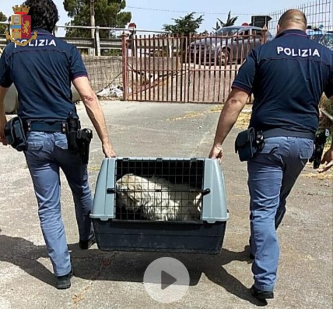 Maltrattamento di animali, costretti a vivere sotto i 39 gradi: tre cani a rischio autostrangolamento