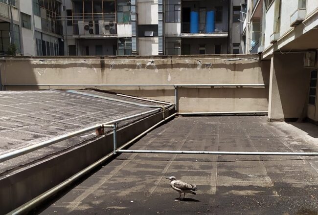 Corso Sicilia, cucciolo di gabbiano intrappolato in un edificio: la mamma lo assiste ma non vola
