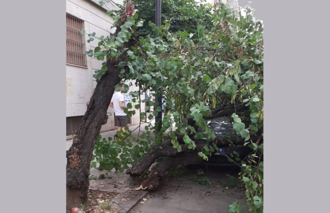 Cade un albero e distrugge un’auto, Igor Gelarda: “Speriamo che non si faccia male qualcuno” – FOTO