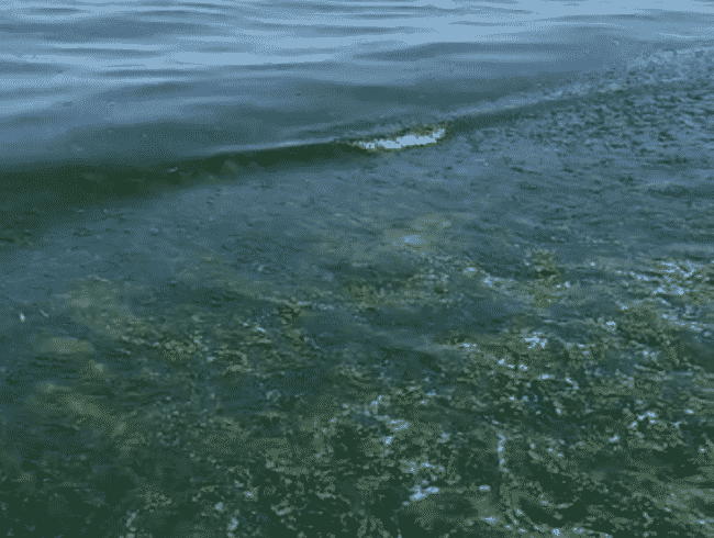 Playa di Catania, acqua putrida tra alghe e rifiuti. “Vi consiglio di non venire”: l’ennesima batosta al turismo locale
