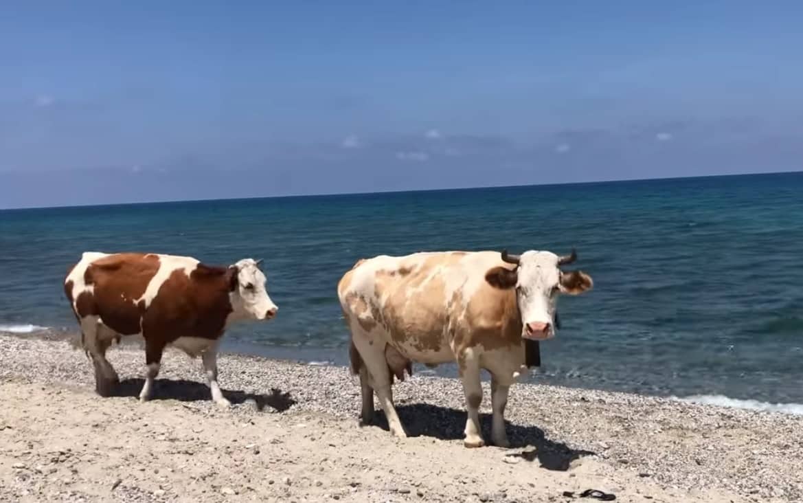 In Sicilia anche le mucche “prendono il sole”, bovini a spasso tra i bagnanti in spiaggia – VIDEO