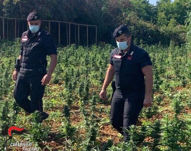 Produceva e trafficava droga nel Palermitano: si aprono le porte del carcere per un 51enne