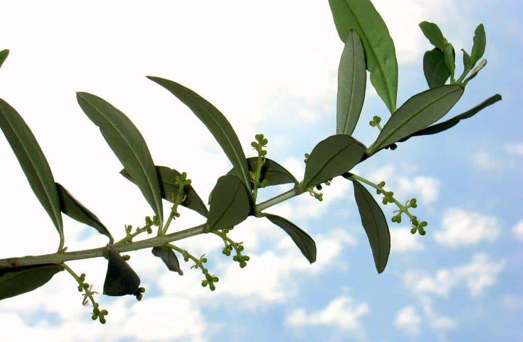 Furto di 100 Kg di olive, tagliati due alberi secolari: tre ladri arrestati e poi rimessi in libertà