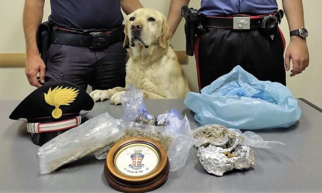 Mascali, arrestato pusher: nascondeva in un terreno incolto 300 grammi di marijuana