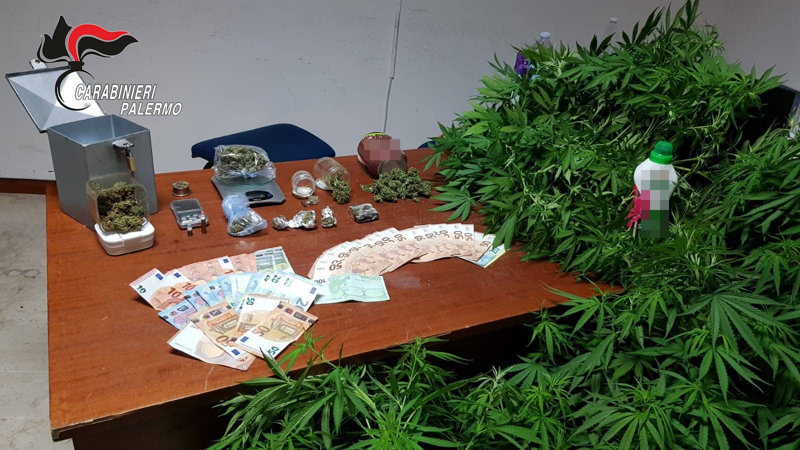 Controlli antidroga, piante di cannabis sul terrazzo e marijuana e hashish in casa: arrestati padre e figlio