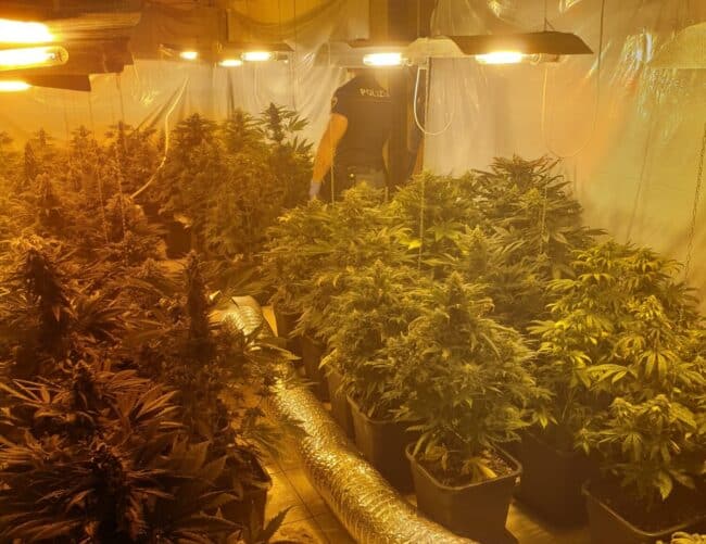 Droga, serra indoor in un appartamento della Zisa: scatta il sequestro