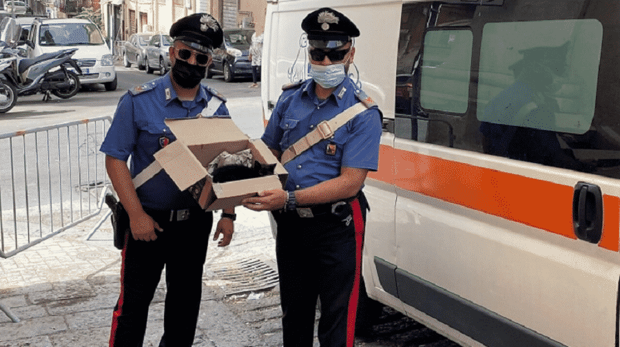 Catania, carabinieri in pattuglia per il G20 trovano un gattino abbandonato in fin di vita: salvato e portato al sicuro