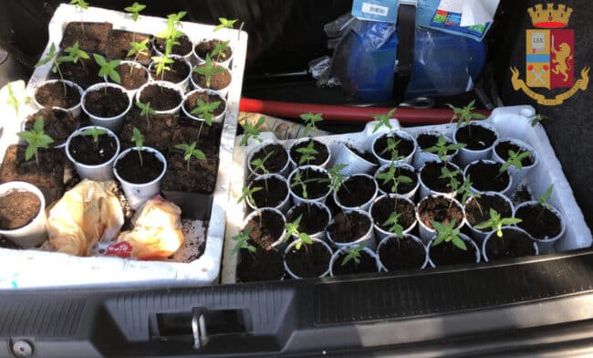 Droga in un casolare, ritrovate oltre 100 piantine di cannabis: arrestato 53enne