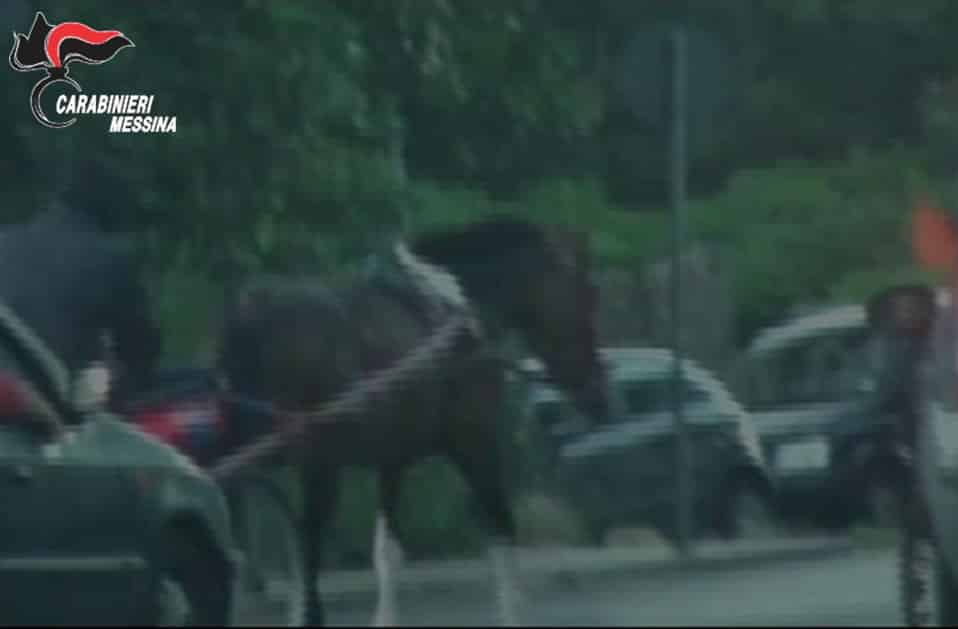 Corse clandestine di cavalli in piena notte: denunciati 3 soggetti sorpresi a gareggiare