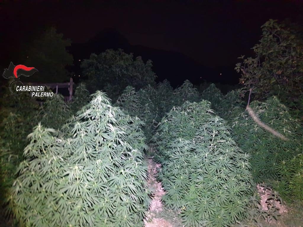 Immensa piantagione di cannabis a conduzione familiare: 3 arresti e 2 denunce