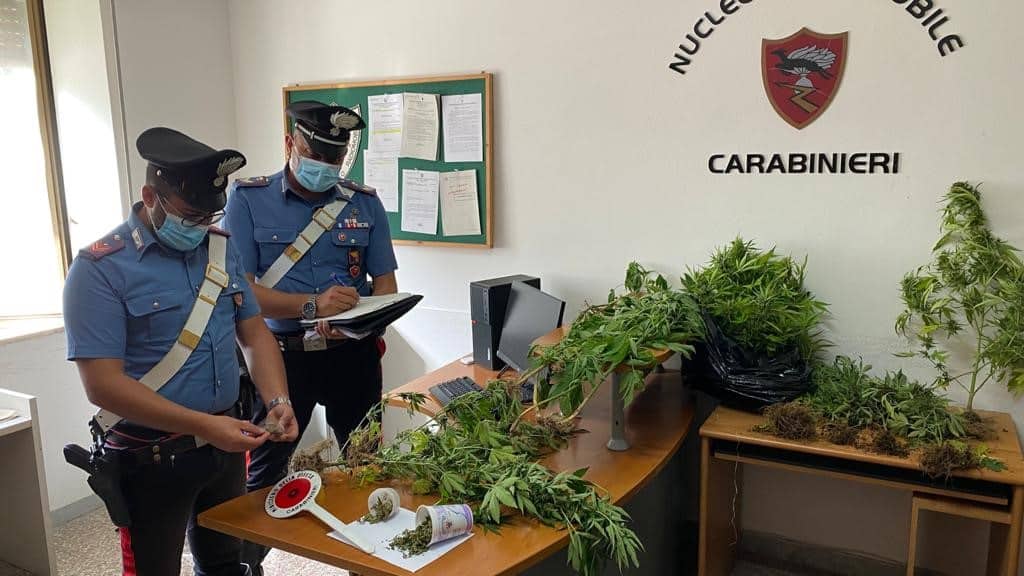 La cannabis piantata tra i pomodori dell’orto: arrestato 47enne al Lungomare